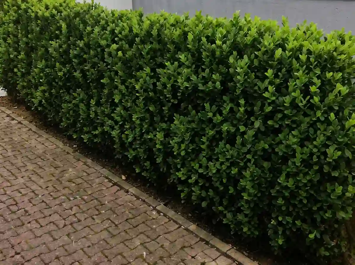 Originalfoto einer frisch geschnittenen Hecke